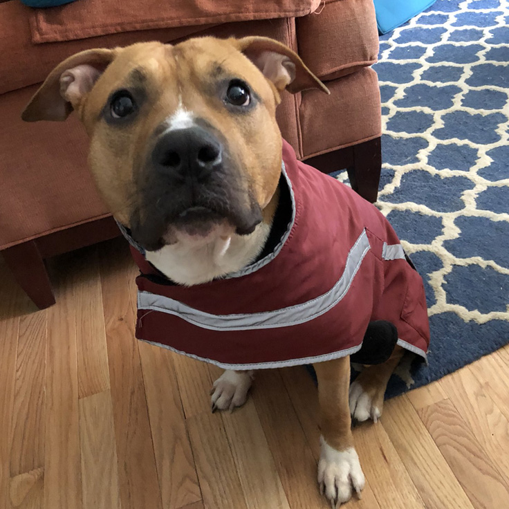 Meatball, a red pitbull with a dark muzzle with a thin white stripe, and a white chest, sits in a red winter coat.