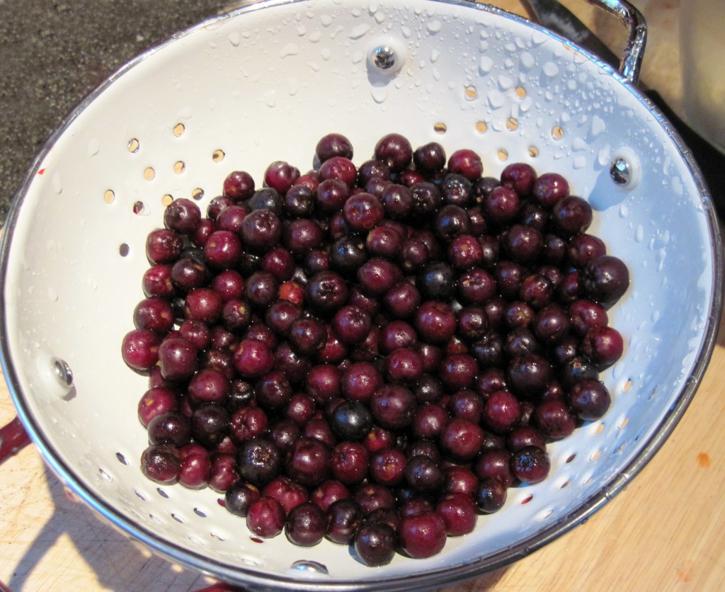 Colander full of dark red aronia berries