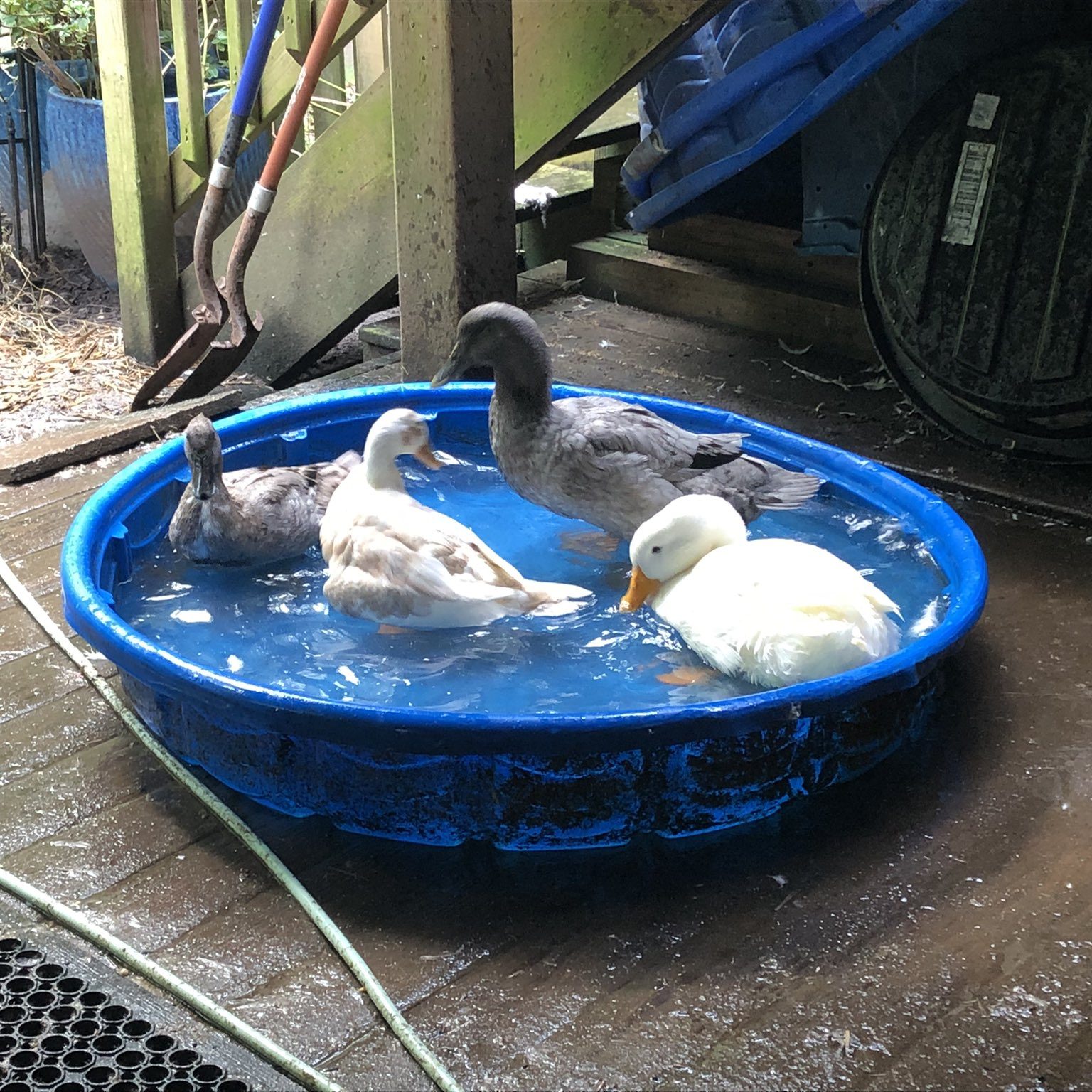 Four ducks in a wadding pool