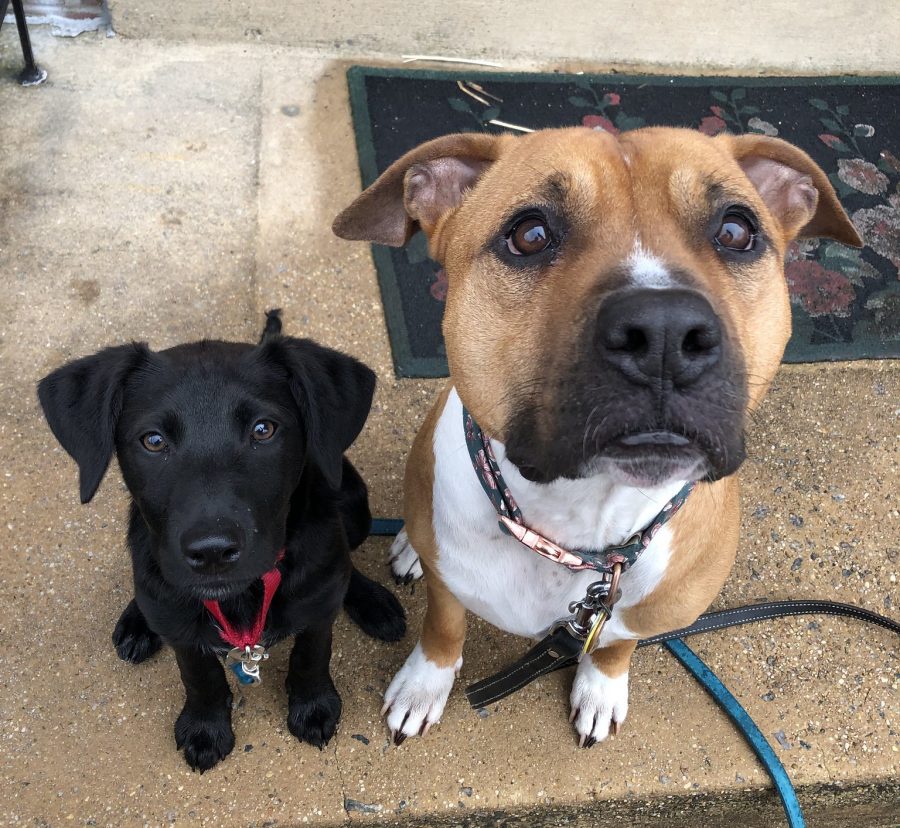 Penny Dreadful, a small black puppy, sitting next to Meatball, an adult brown pitbull. She's much smaller.