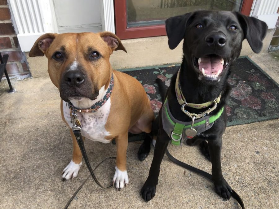 Meatball sitting next to the now much larger Penny Dreadful. She looks very much like the lab mix she is, and is at 3 inches taller than Meatball